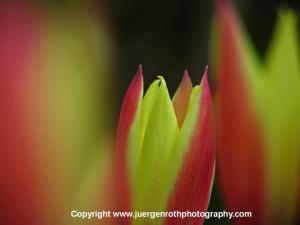 Nature Photography Blog by Juergen Roth